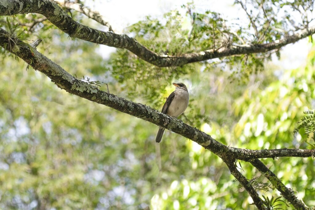 avistamiento aves