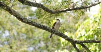 avistamiento aves